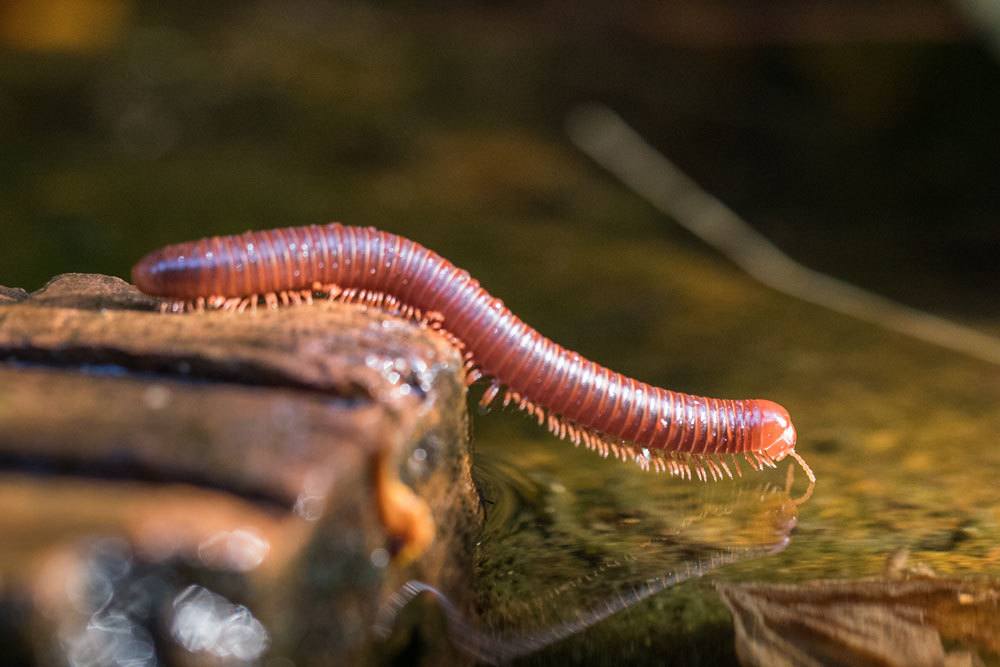 Tausendfüßler in der Blumenerde