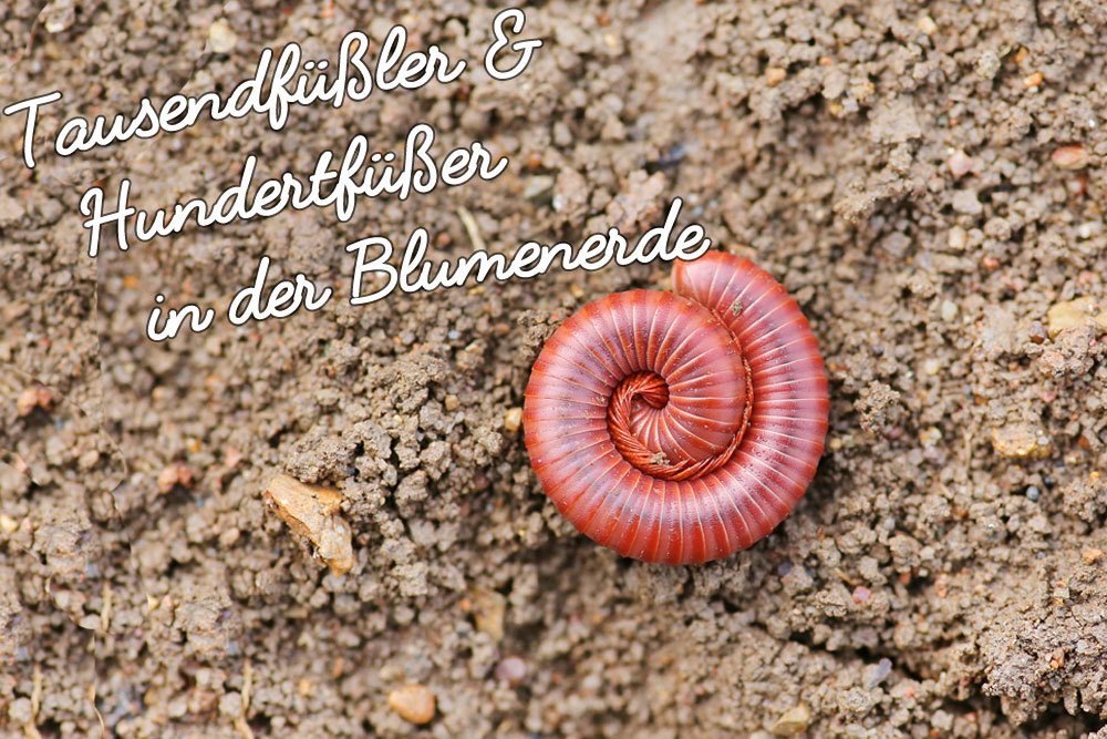 zimmerpflanzen topf Zimmerpflanzen Grüne Mischung ‘Lopez’ – 4 Pflanzen – 17 cm Topf, 55–75 cm  hoch main image 0