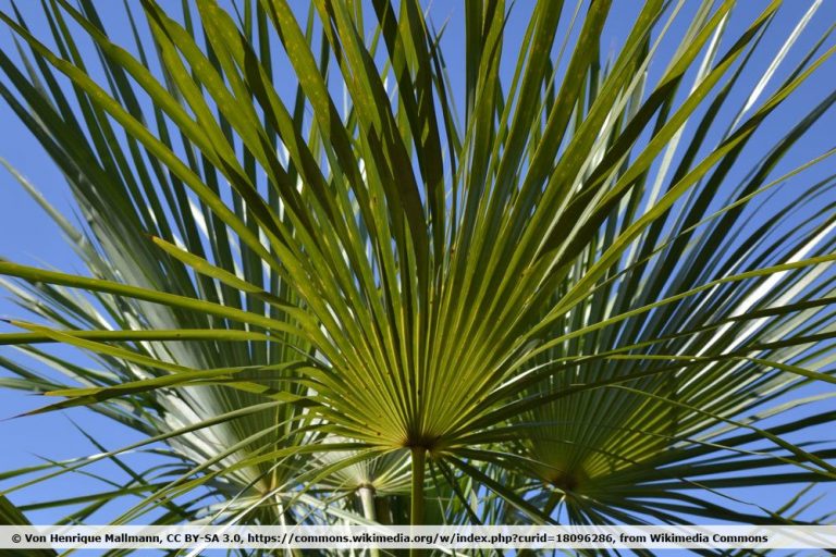 Winterharte Palmen bis 25 Grad 11 Arten für Ihren Garten