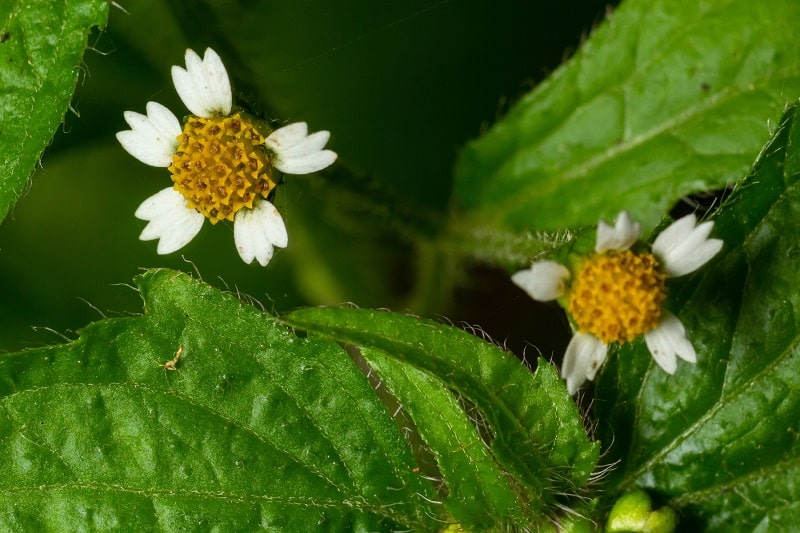 Behaartes Knopfkraut (Galinsoga quadriradiata)