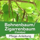 Bohnenbaum/Zigarrenbaum (Catalpa)