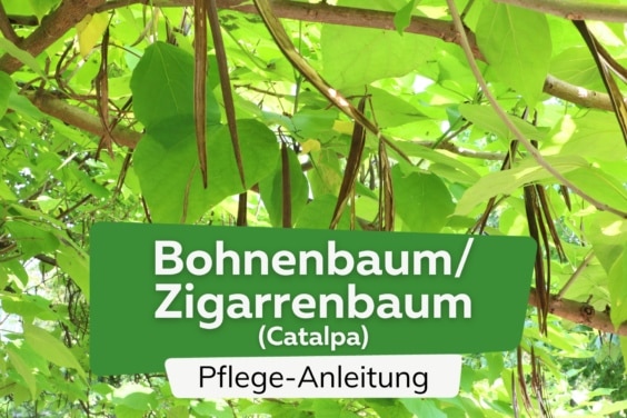 Bohnenbaum/Zigarrenbaum (Catalpa)