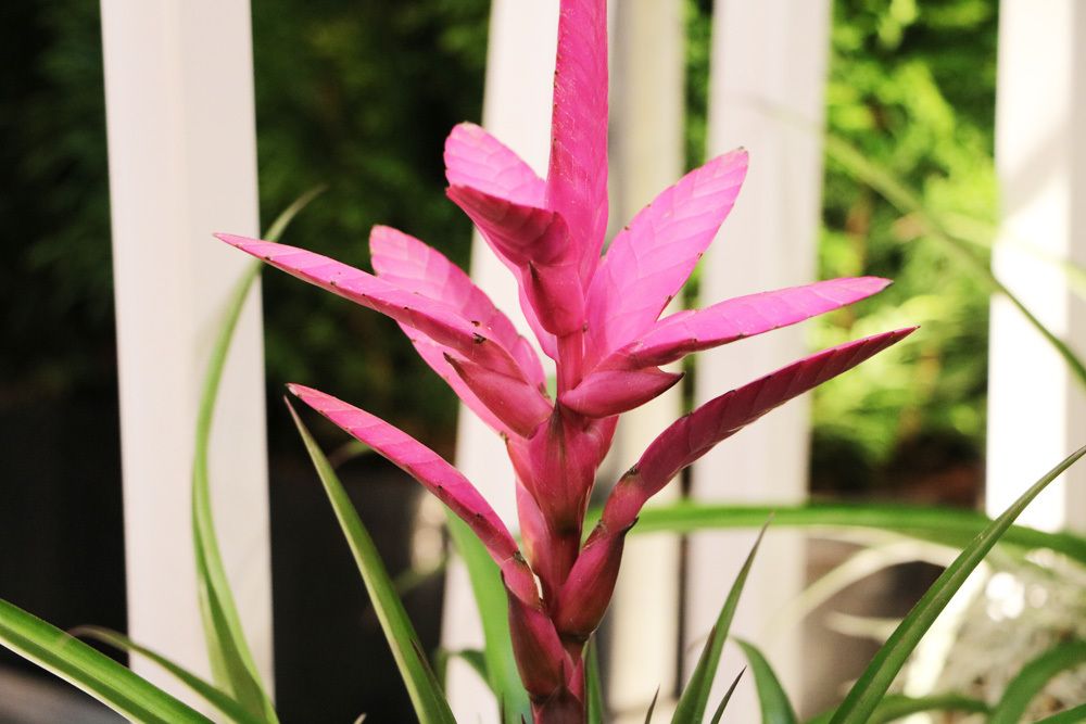 Bromelia am Fenster