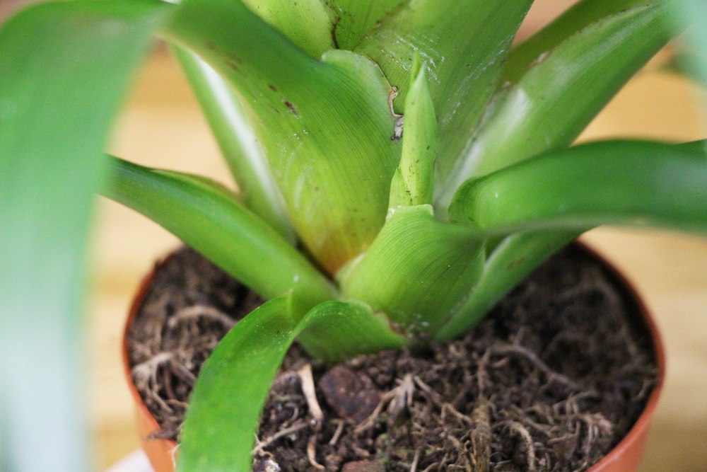 Bromelia im Topf