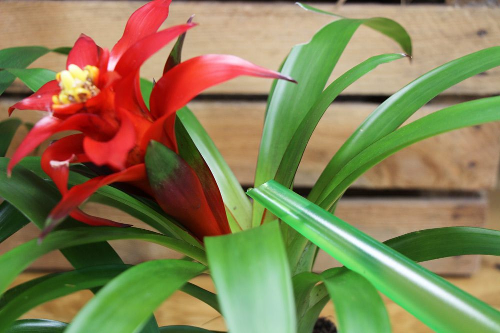 Bromelia gießen