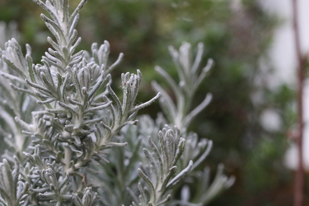 Helichrysum italicum