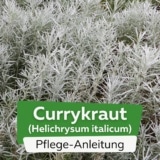 Currykraut (Helichrysum italicum)