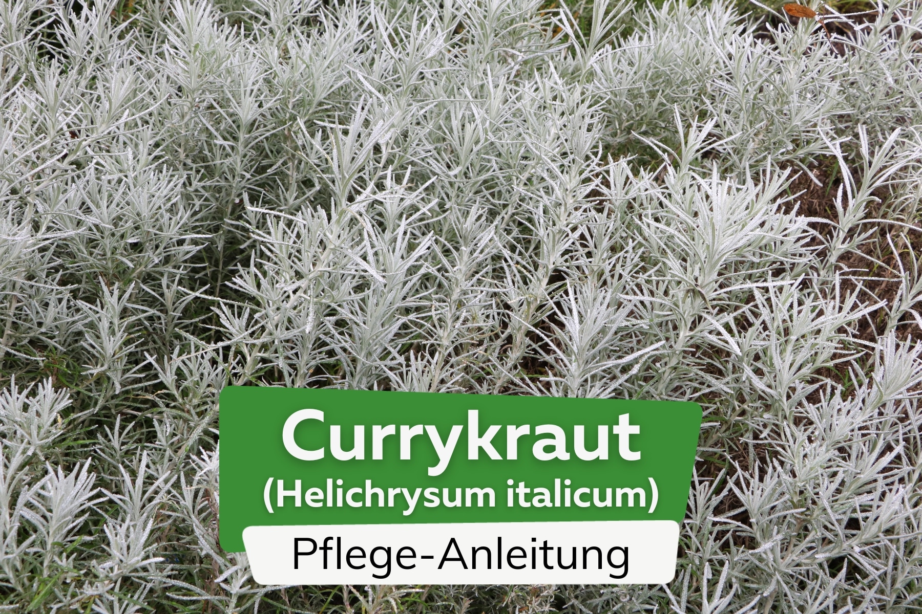 Currykraut (Helichrysum italicum)