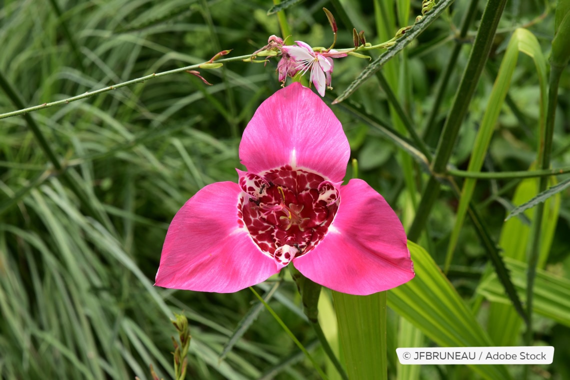 Echte Tigerblume (Tigridia pavonia)