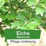 Eiche (Quercus)