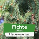 Fichte (Picea)