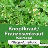 Franzosenkraut/Knopfkraut (Galinsoga)