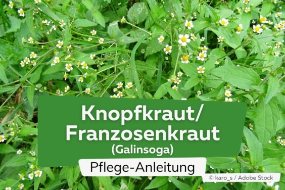 Franzosenkraut/Knopfkraut (Galinsoga)