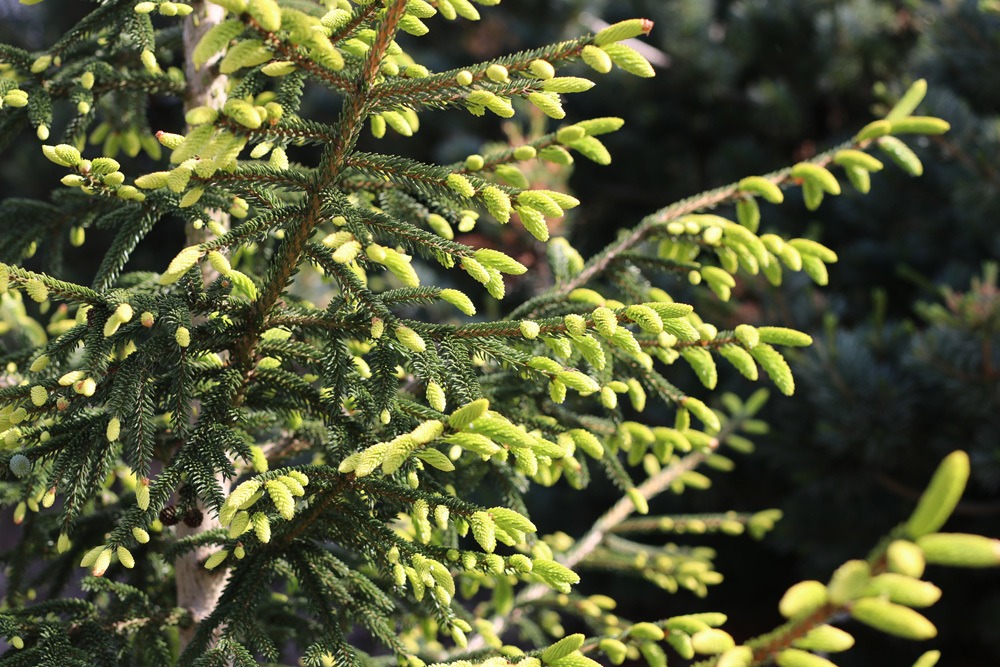 Goldspitzenfichte - Picea Orientalis 'Aureospicata'