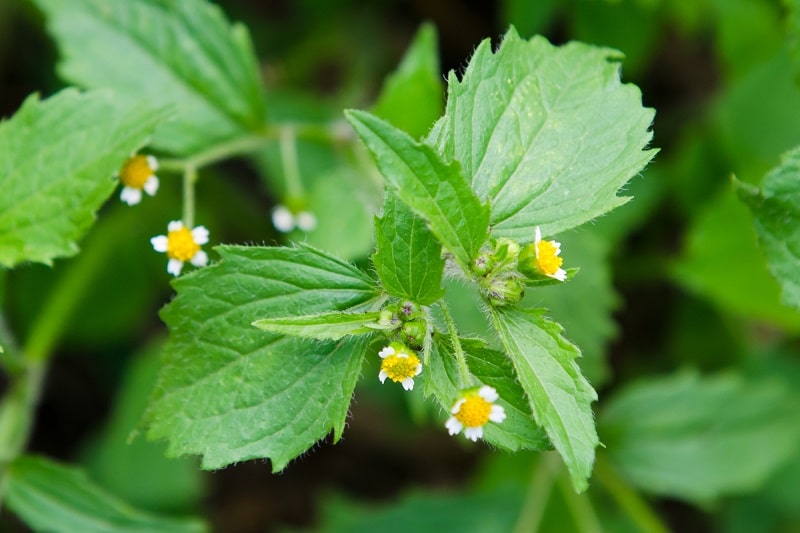 Kleinblütiges Knopfkraut (Galinsoga parviflora)