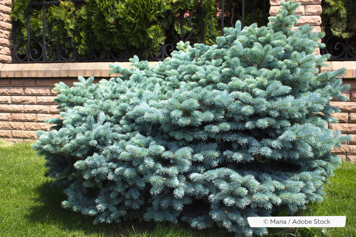 Kleine Blaufichte (Picea pungens 'Glauca globosa')