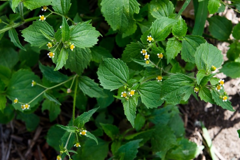 Knopfkraut/Franzosenkraut (Galinsoga im Gartenbeet)