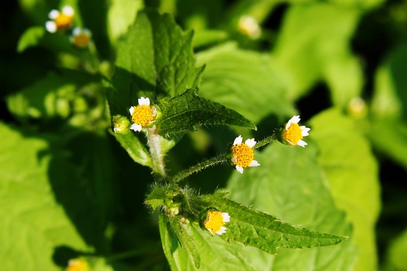 Franzosenkraut/Knopfkraut (Galinsoga) in der Sonne