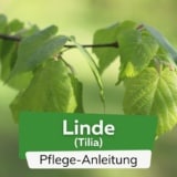 Linde (Tilia)