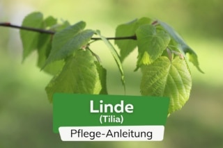 Linde, Lindenbaum, Tilia: Pflanzen und Pflege