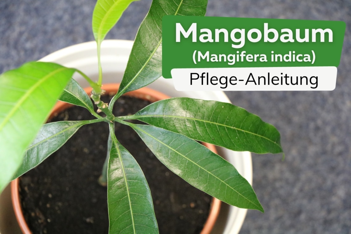 Mangobaum (Mangifera indica)