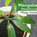 Mangobaum (Mangifera indica)