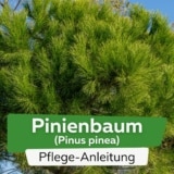 Pinienbaum (Pinus pinea)