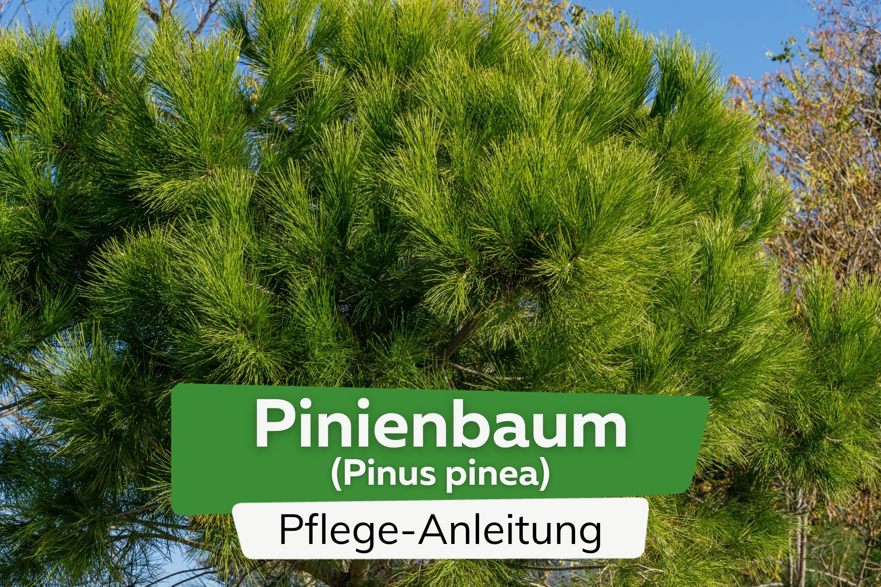 Pinienbaum (Pinus pinea)