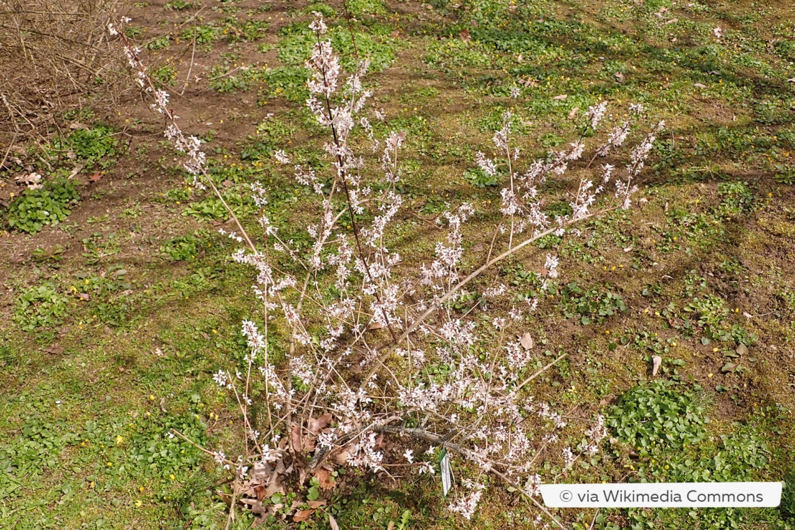 Schneeforsythie (Abeliohyllum distichum)