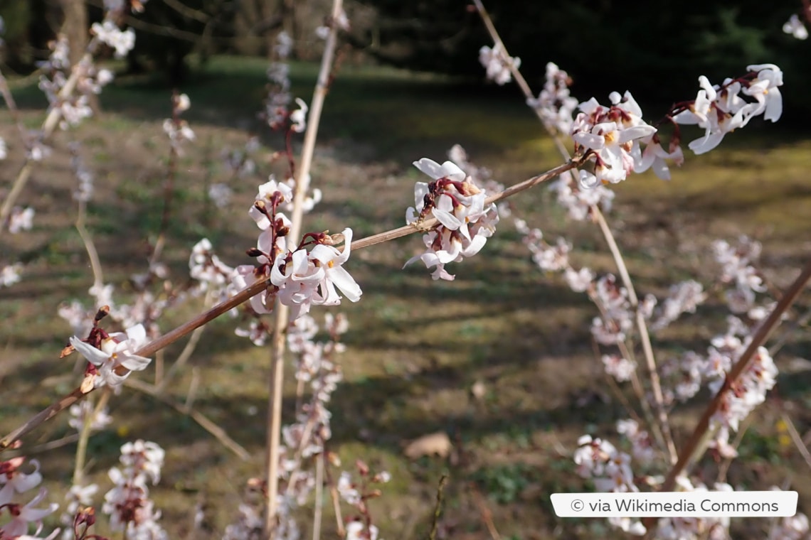 Schneeforsythie (Abeliophyllum distichum)