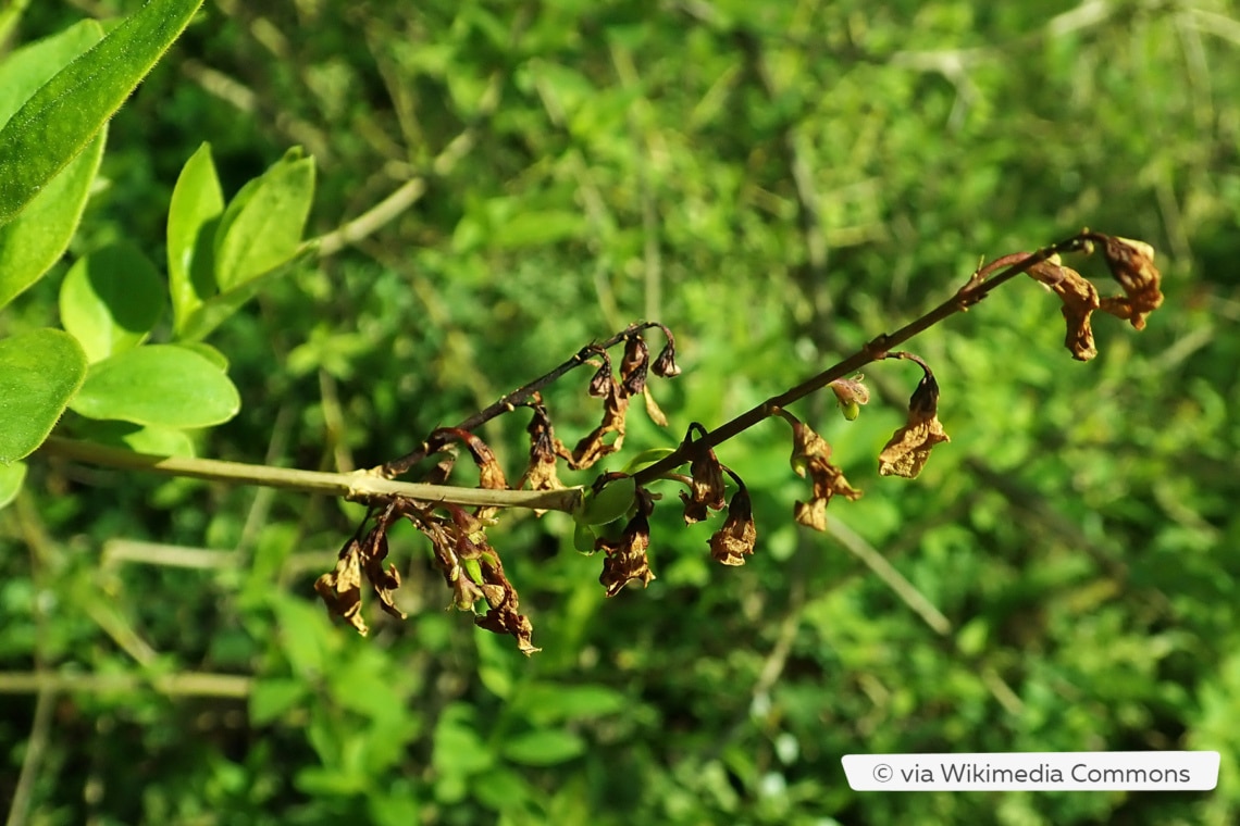 Schneeforsythie (Abeliophyllum distichum)