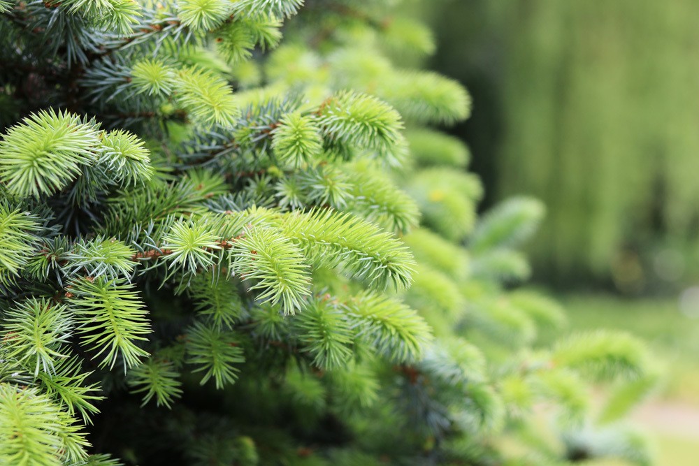 Sitkafichte (Picea sitchensis)