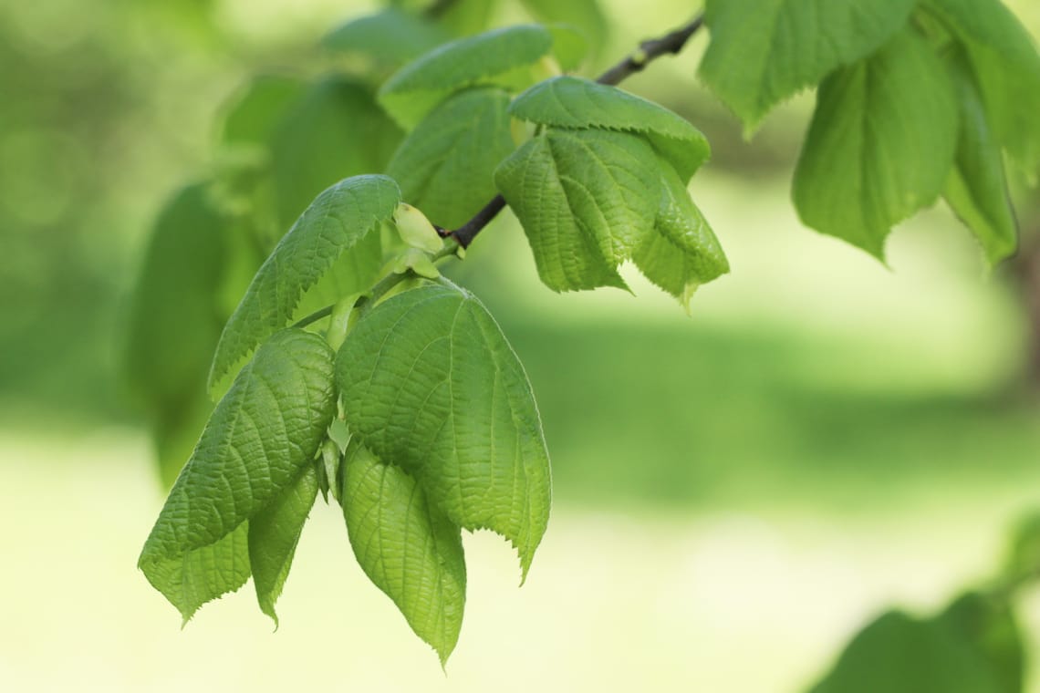 Sommerlinde (Tilia platyphyllos)