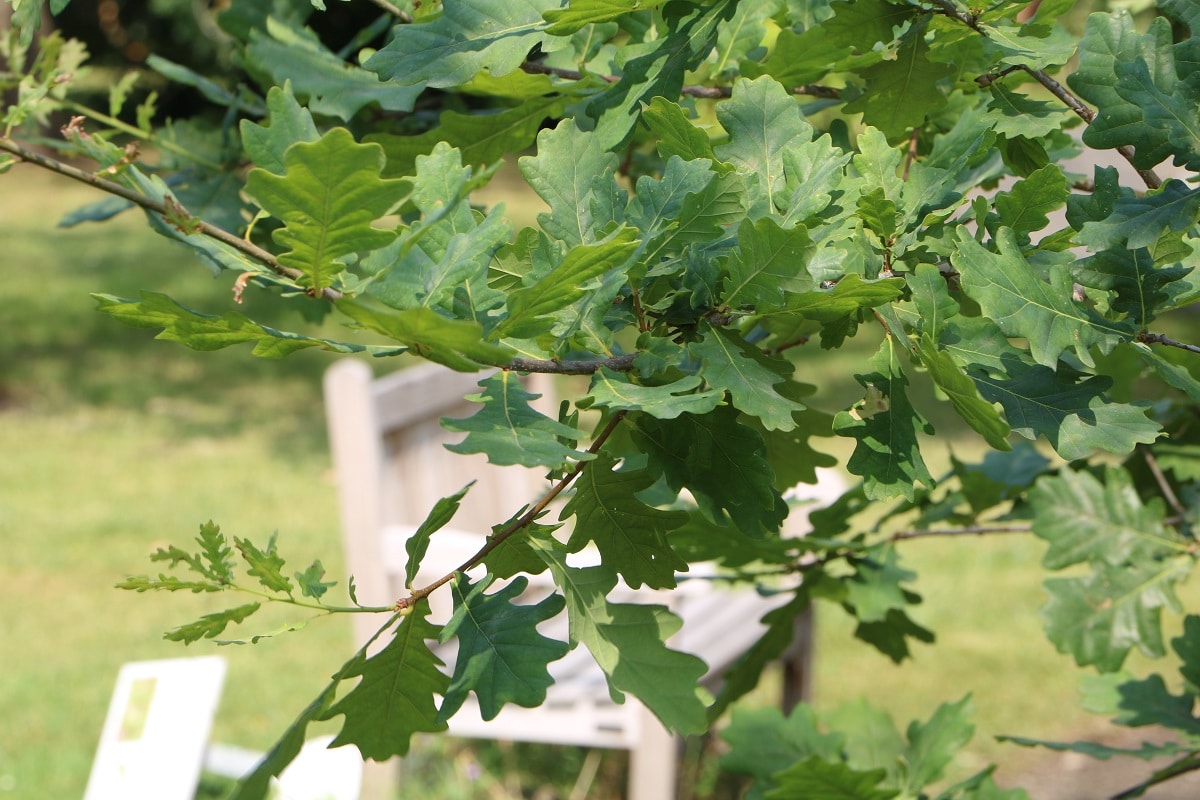 Stieleiche (Quercus robur)