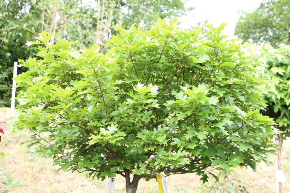Kugelbaum für den Garten 11 pflegeleichte Sorten