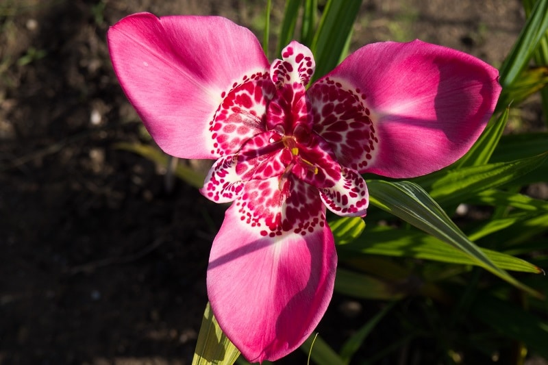 Tigerblume (Tigridia) im Gartenbeet