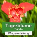 Tigerblume (Tigridia)