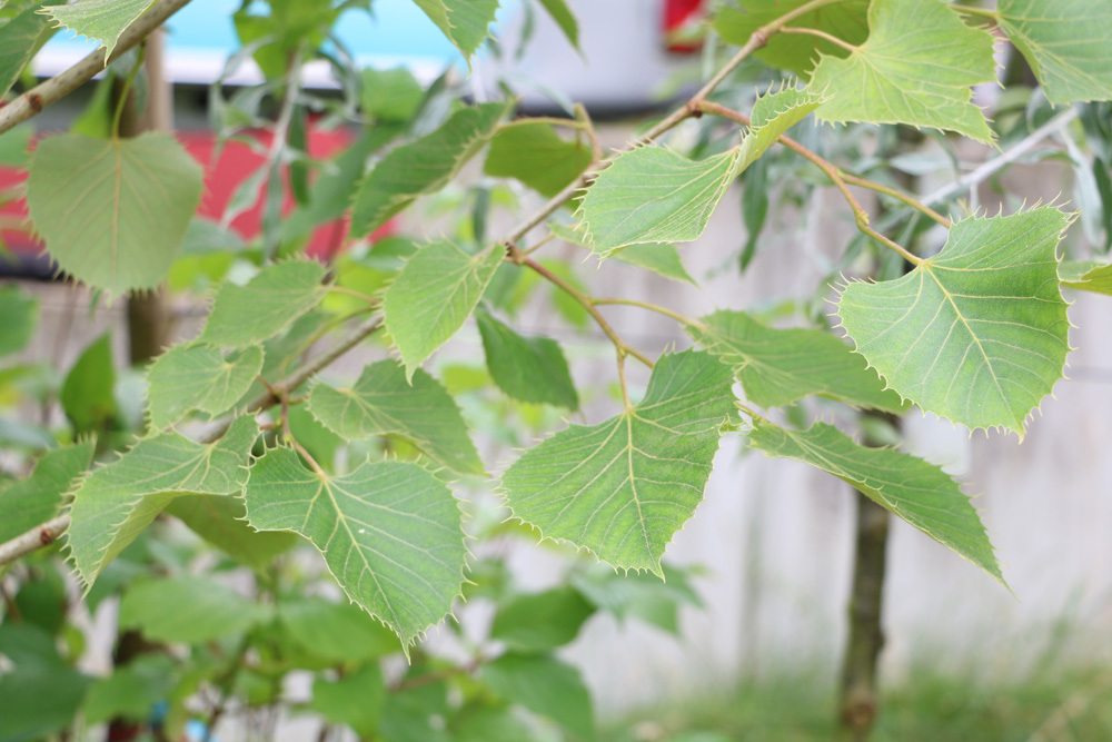 Tilia henryana - Linde