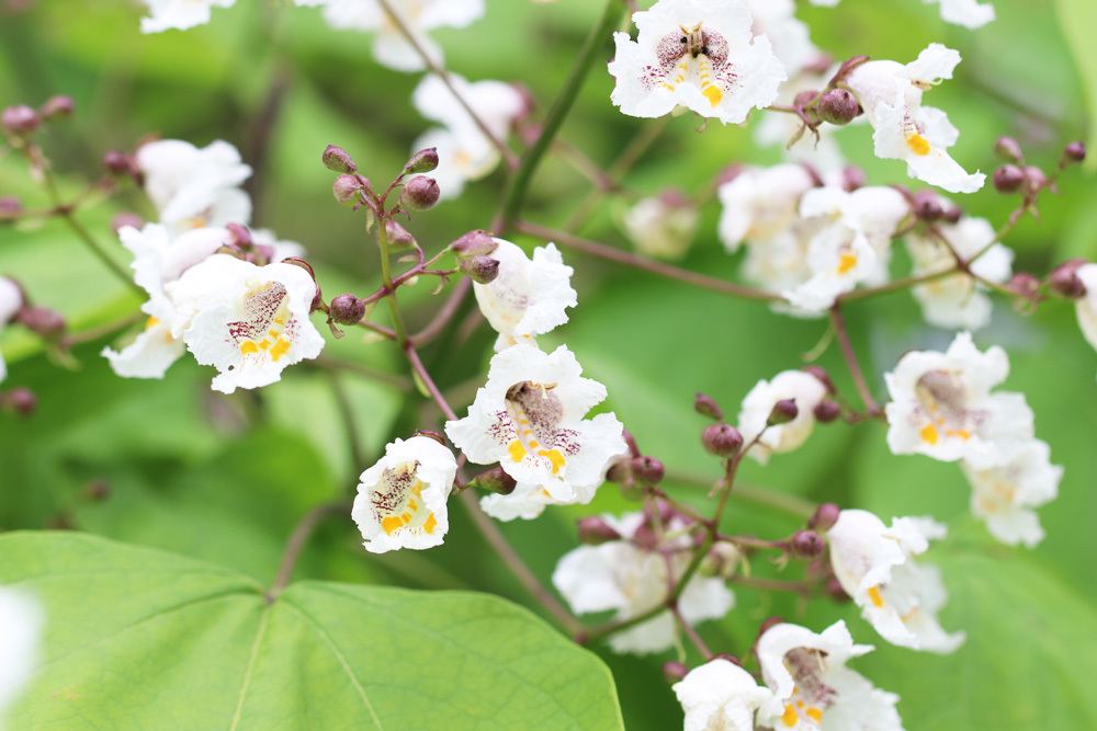 Blüten des Catalpa