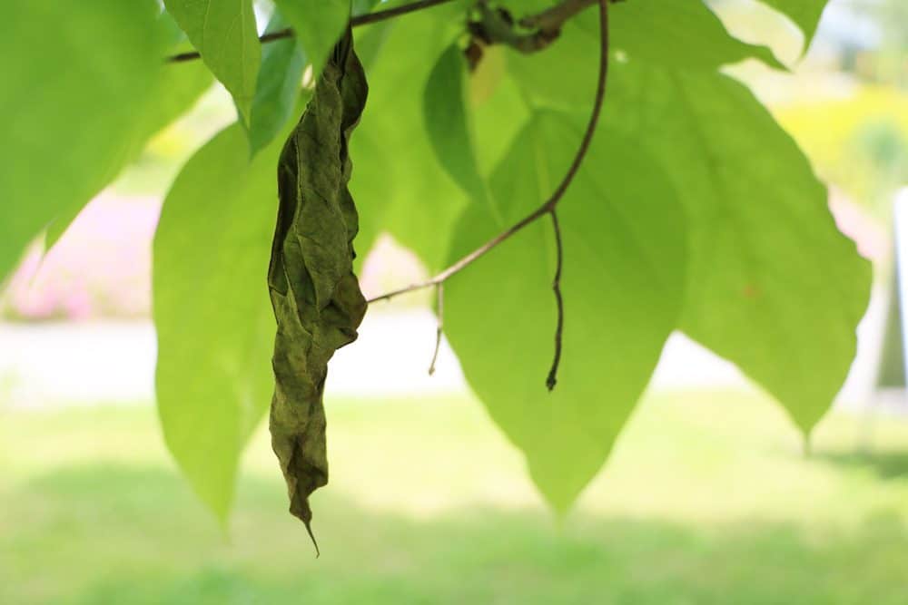 Welkes Blatt an Bohnenbaum