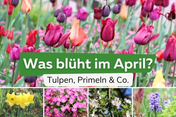 Was blüht im April? Frühjahrsblüher von A-Z