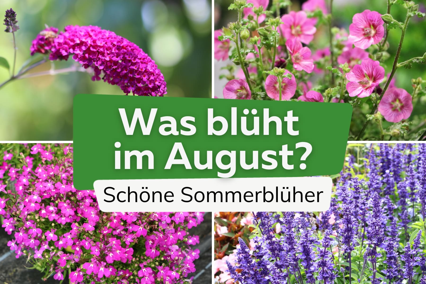 Was blüht im August? | Blütezeit im Sommer