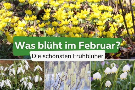 Was blüht im Februar?