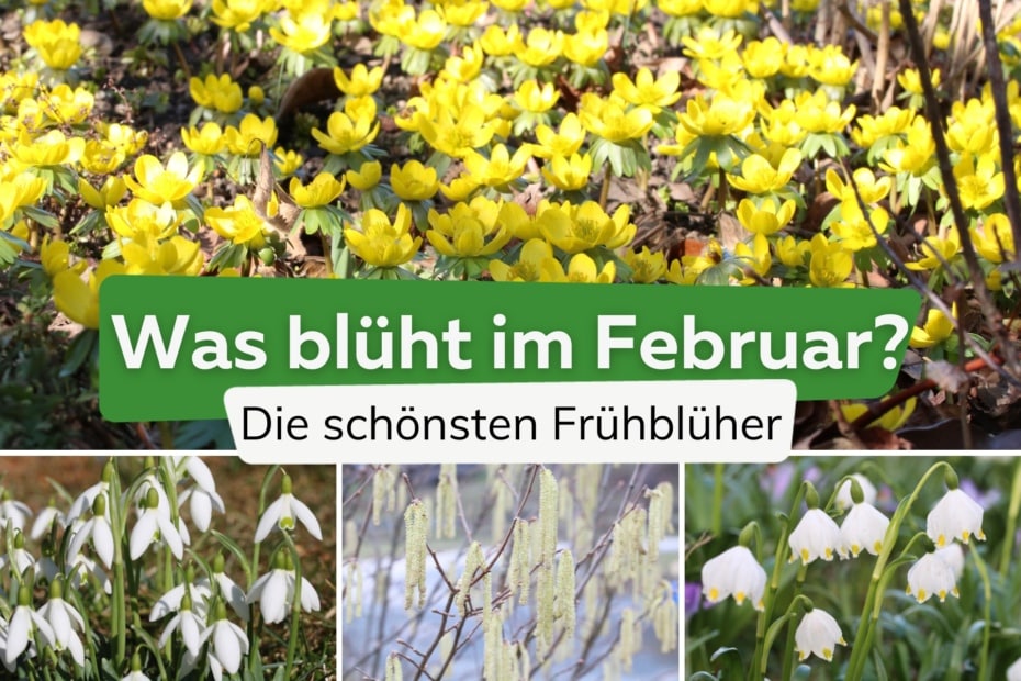 Was Bl ht Im Februar Winterliche Bl hpflanzen Von A Z was-bl-ht-im-februar-winterliche-bl-hpflanzen-von-a-z