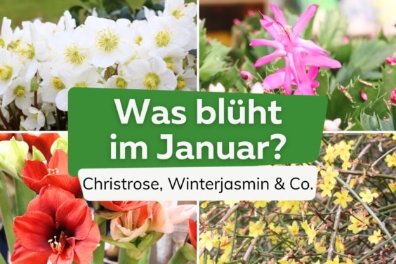 Was blüht im Januar