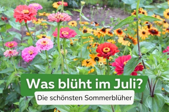 Was blüht im Juli? | Sommerblüher von A-Z