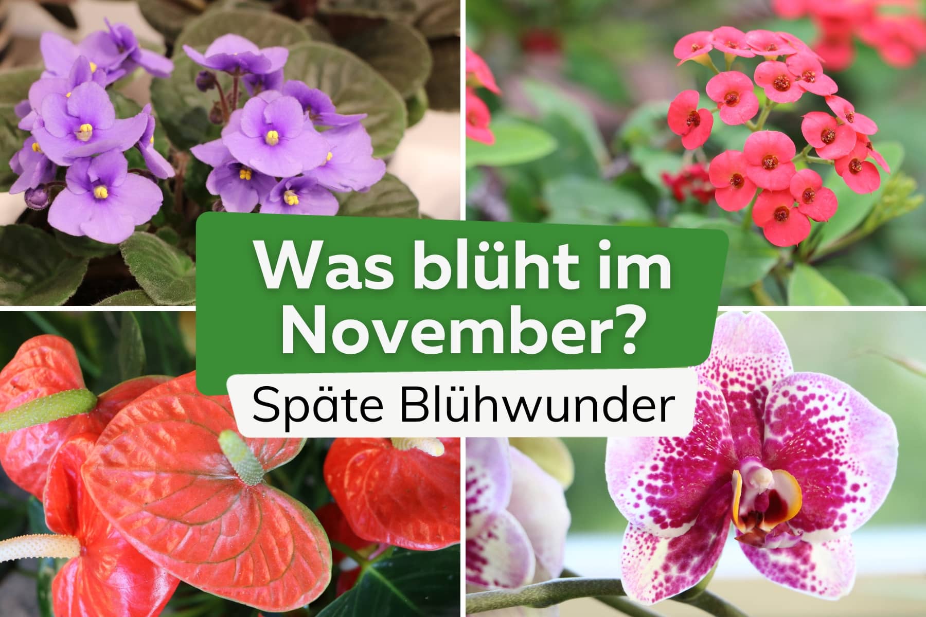 Was blüht im November im Garten? | Herbst-Blumen, Stauden und Gehölze