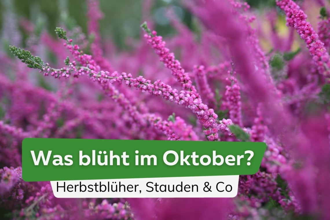 Was blüht im Oktober? Titel