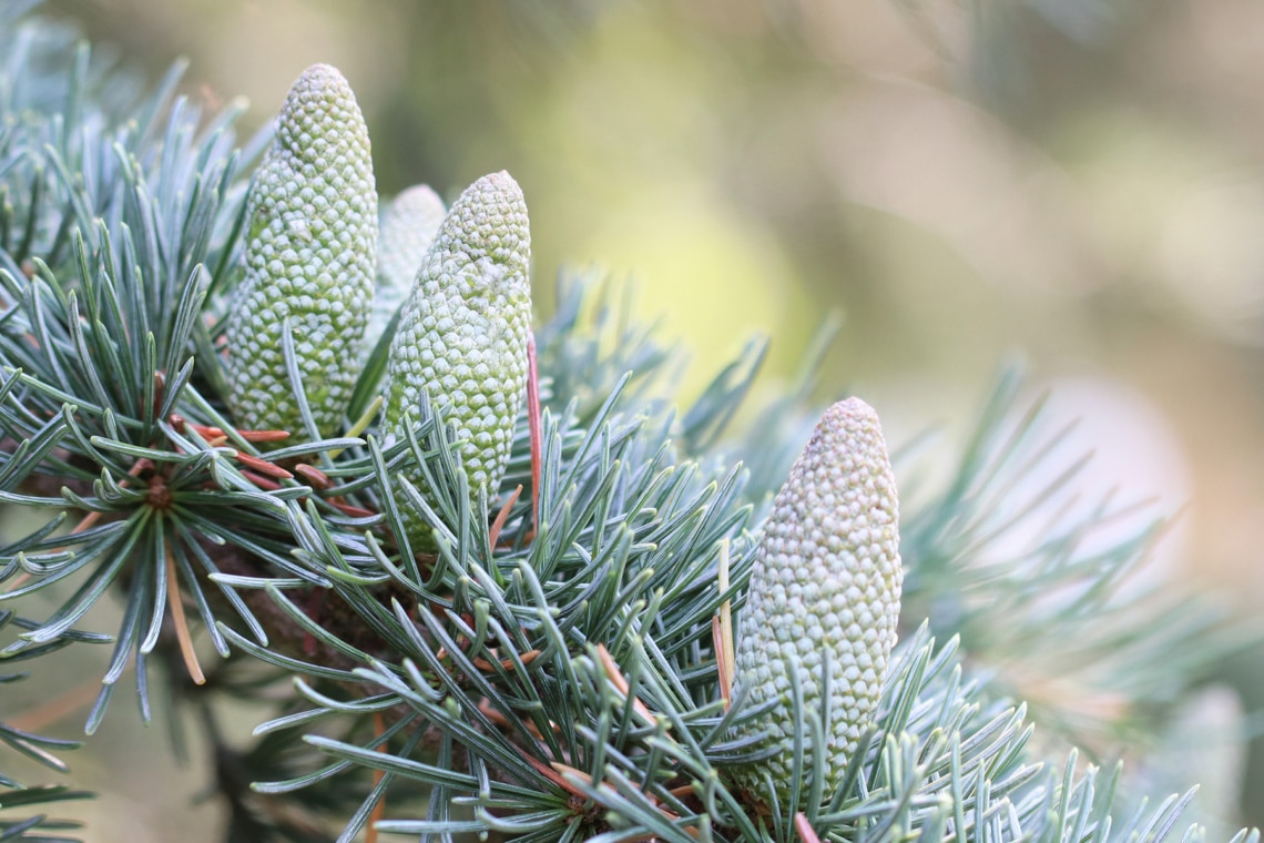 Zapfen der Himalaja-Zeder (Cedrus deodara)