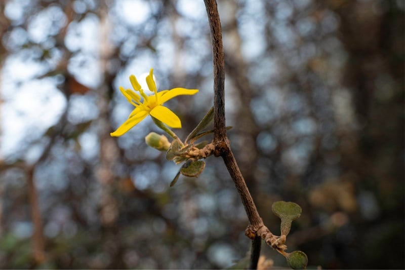 Gelbe Blüte am Zickzackstrauch (Corokia cotoneaster)